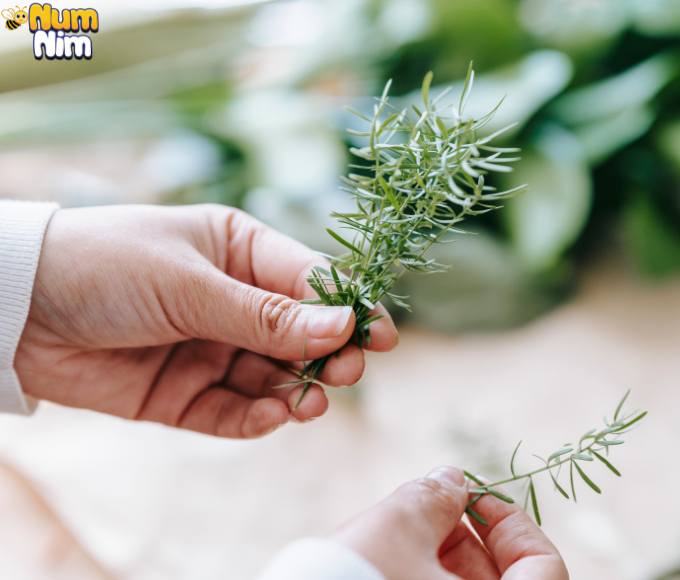 Rosemary