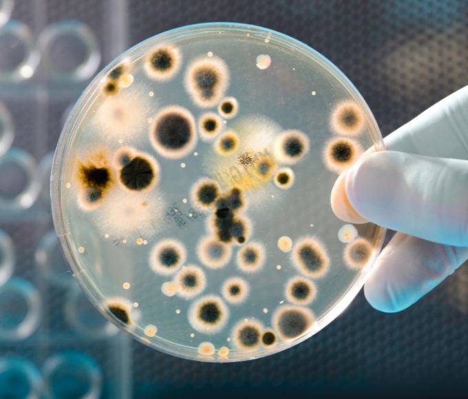 Methylchloroisothiazolinone