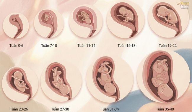 Kích thước thai nhi 19 tuần