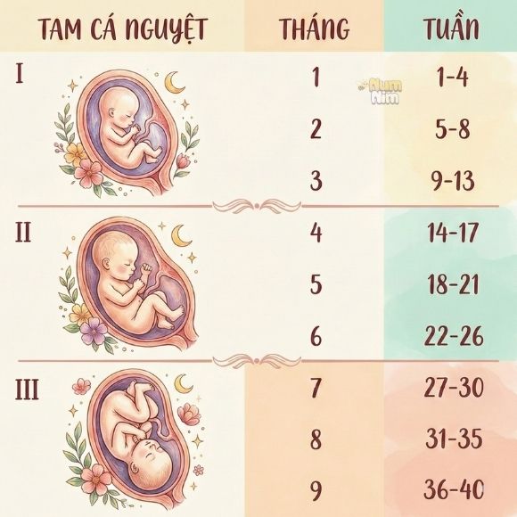 Kích thước thai nhi 19 tuần